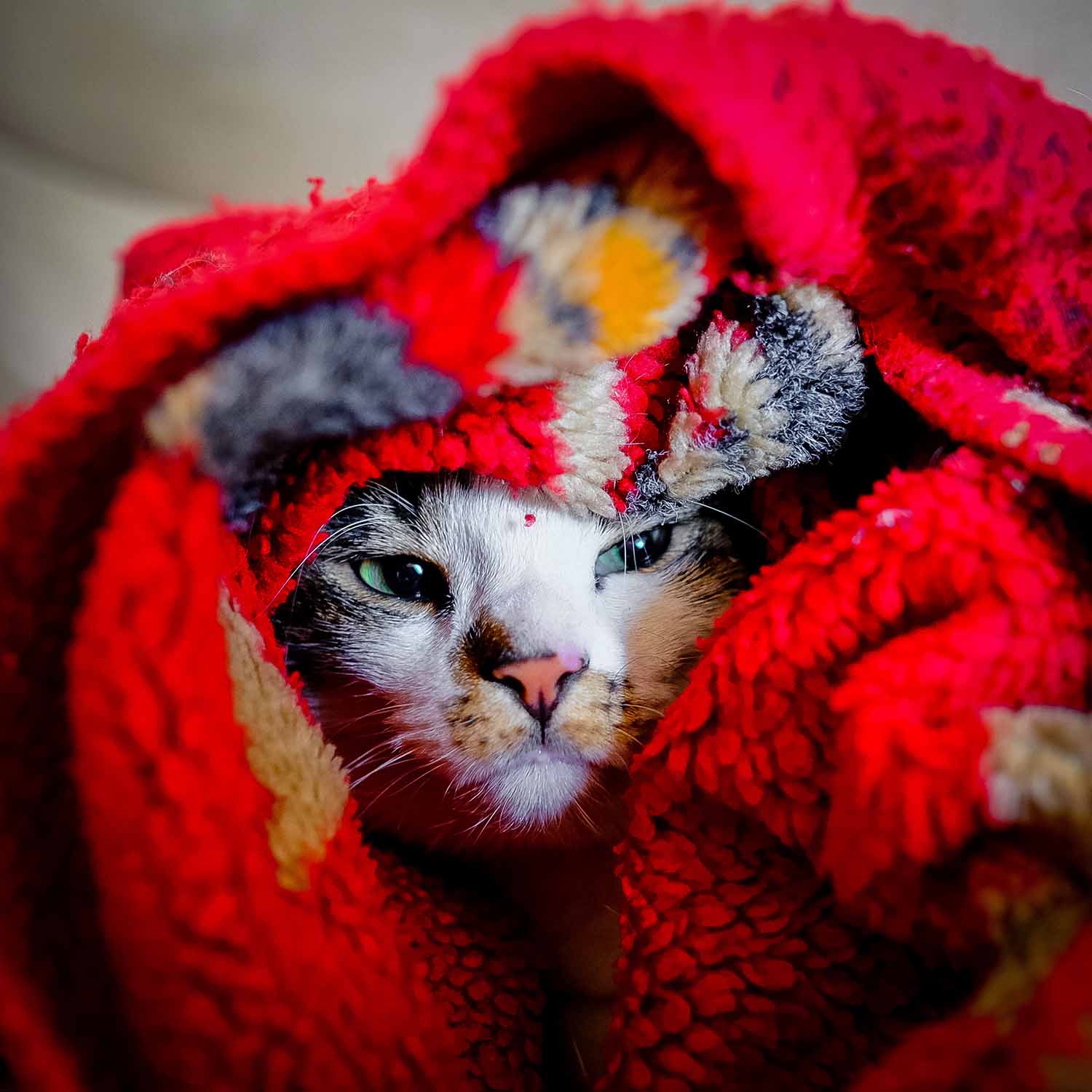 Cat hidden in red blanket